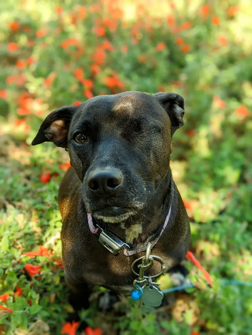 Como Saber Se a Incisão da Castração do Meu Cão Está Cicatrizando