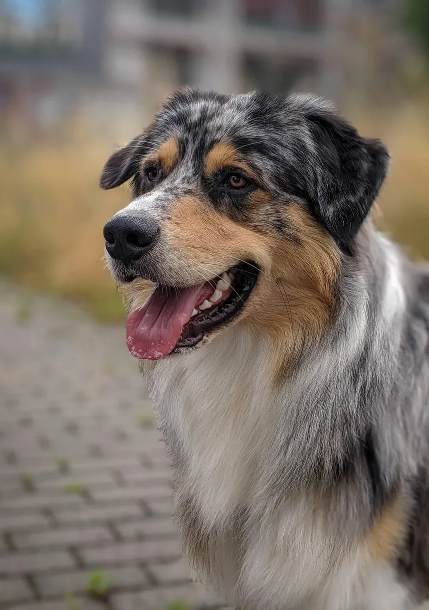 Como Saber Se a Incisão da Castração do Meu Cão Está Cicatrizando