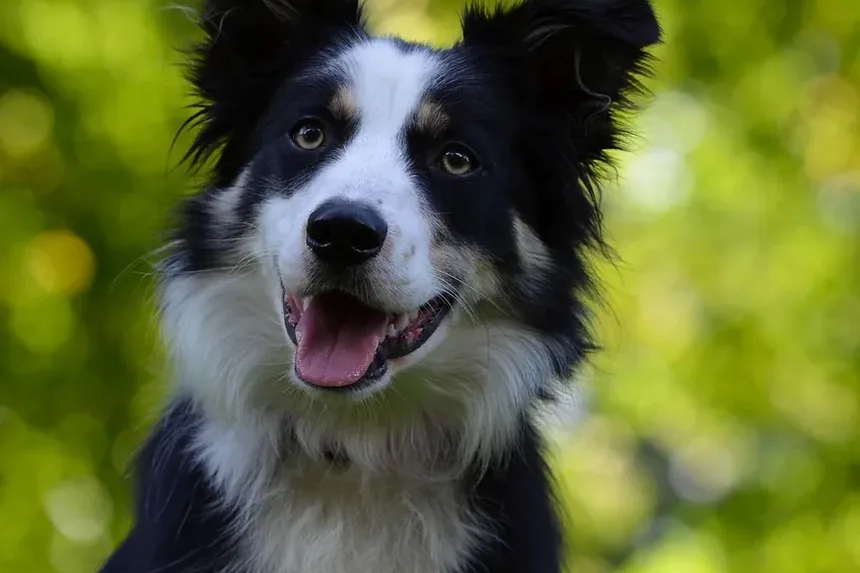 Como Saber Se a Incisão da Castração do Meu Cão Está Cicatrizando