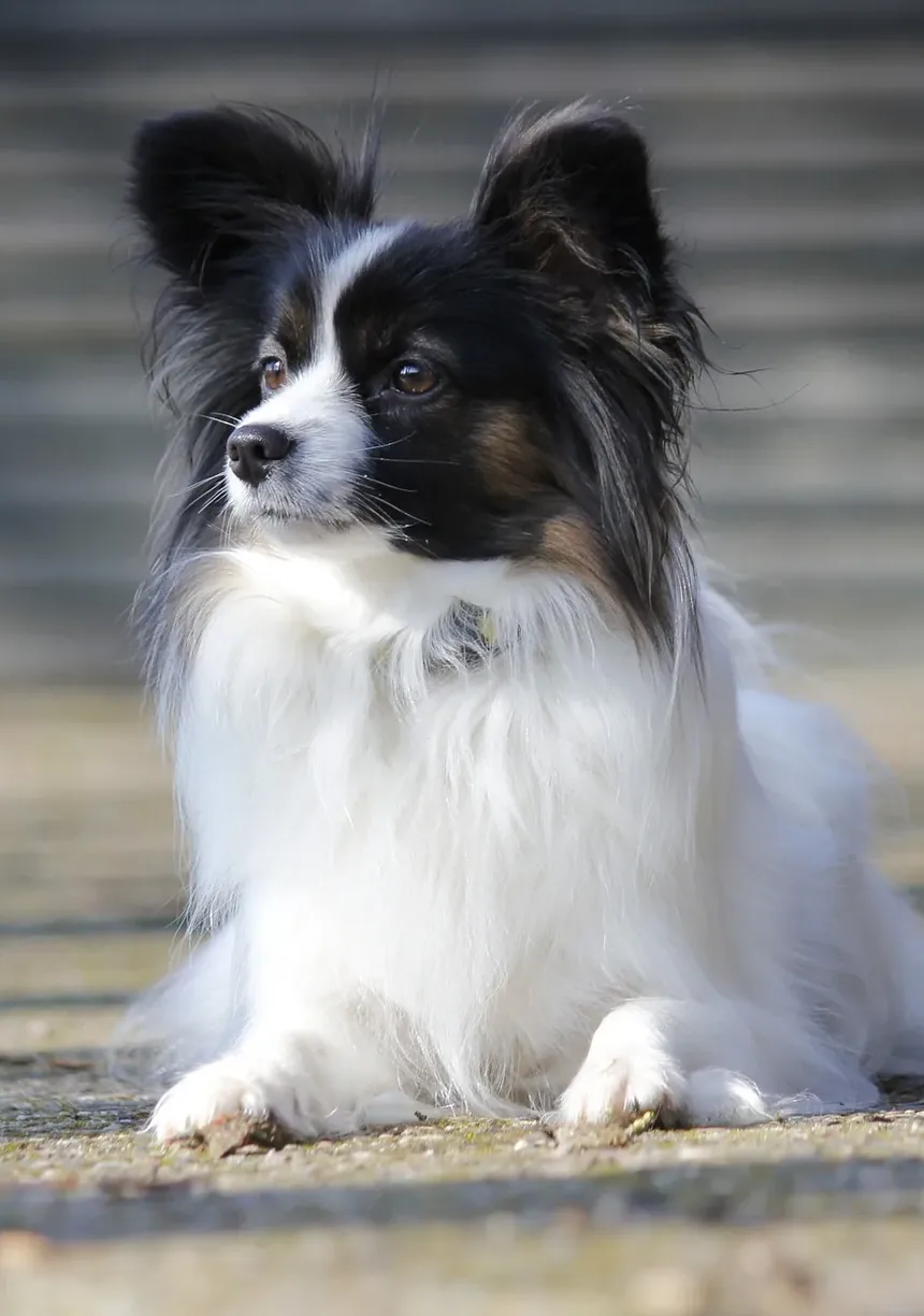 Como Reverter a Doença Gengival em Cães: Um Guia Completo