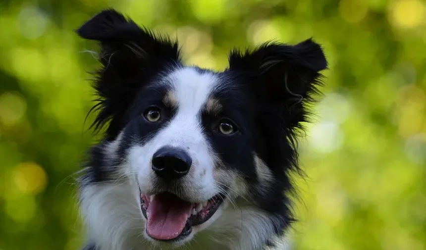 Como Reverter a Doença Gengival em Cães: Um Guia Completo