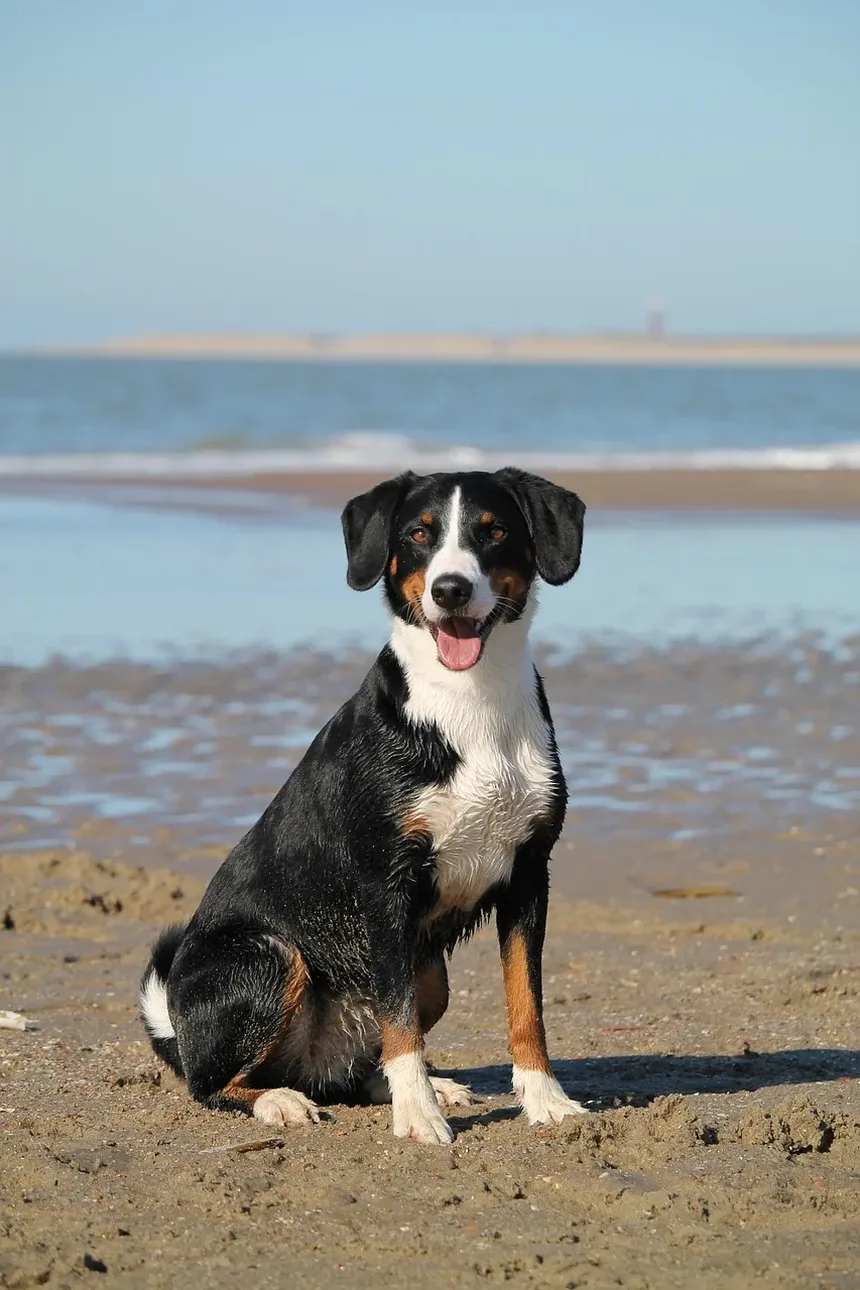Como Testar Alergias a Cães em Humanos: Um Guia Completo