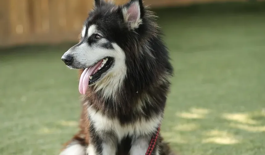 Como Testar Alergias a Cães em Humanos: Um Guia Completo