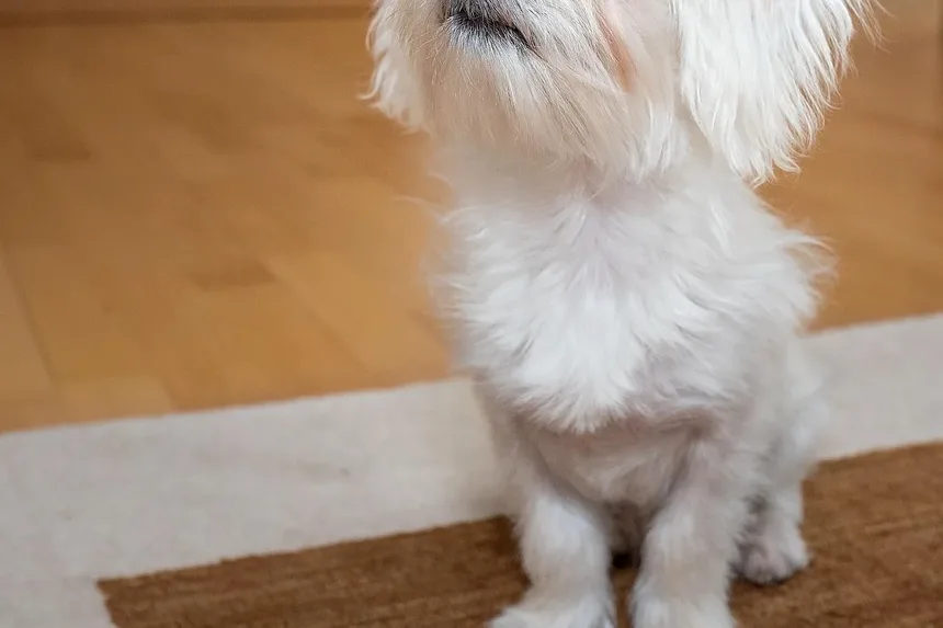 Como Testar Alergias a Cães em Humanos: Um Guia Completo