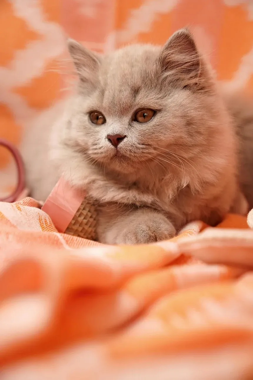 Como Tratar uma Mordida de Gato na Cauda: Guia Completo