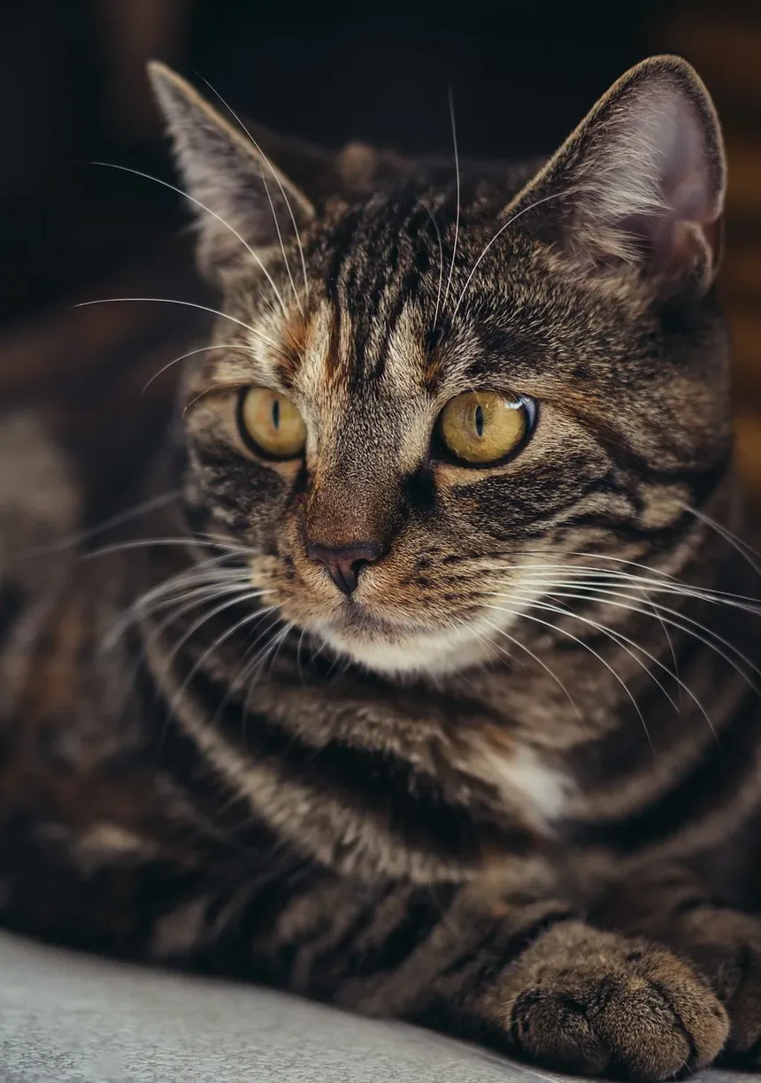 Como Tratar uma Mordida de Gato na Cauda: Guia Completo