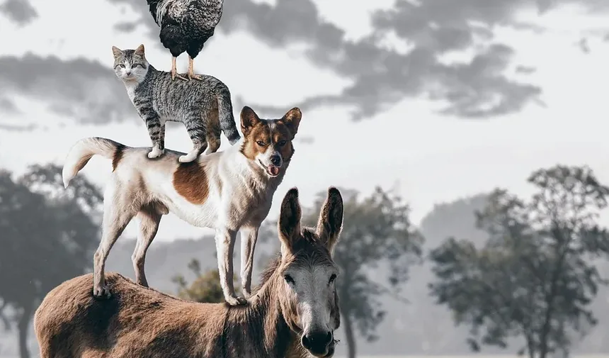 Como Tratar uma Mordida de Gato na Cauda: Guia Completo