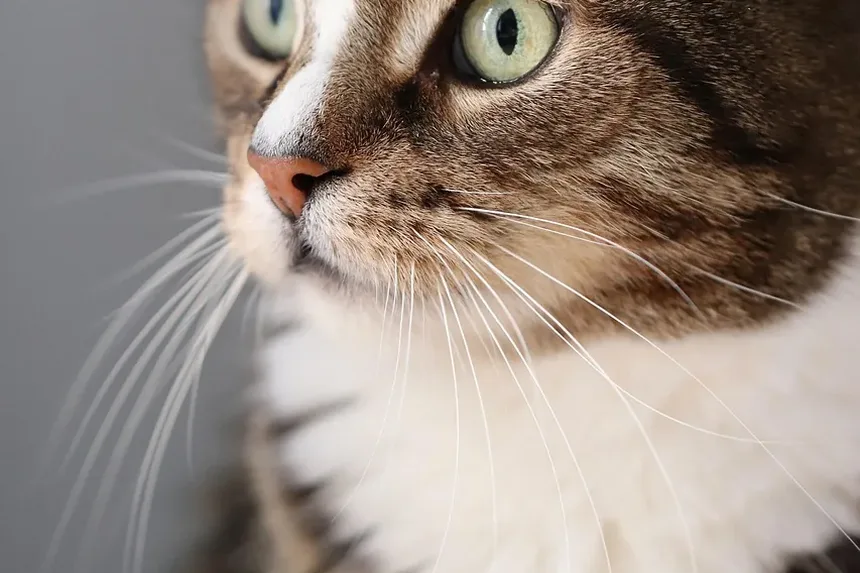 Como Tratar uma Mordida de Gato na Cauda: Guia Completo