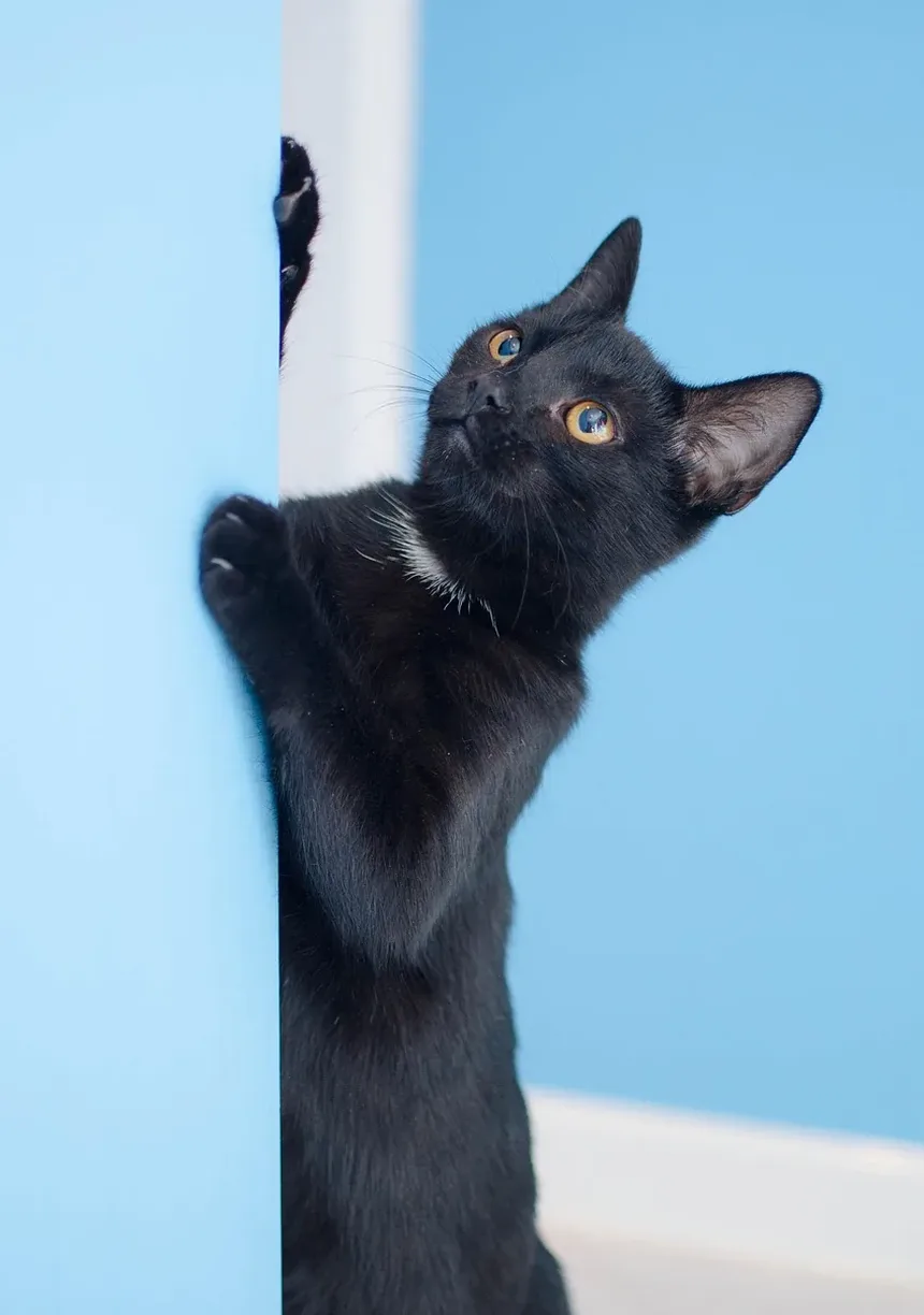 Remédios Naturais para Alergia a Pulgas em Gatos: Estratégias Eficazes para Alívio