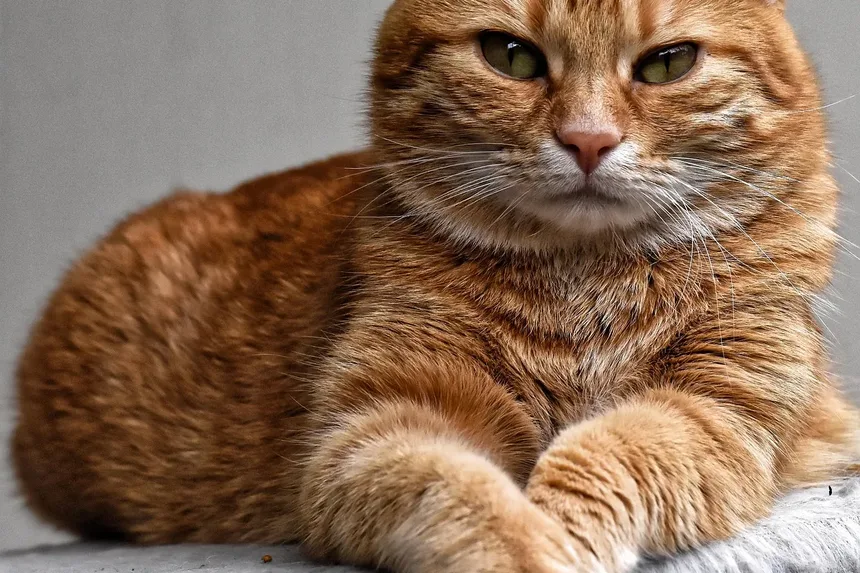 Remédios Naturais para Alergia a Pulgas em Gatos: Estratégias Eficazes para Alívio