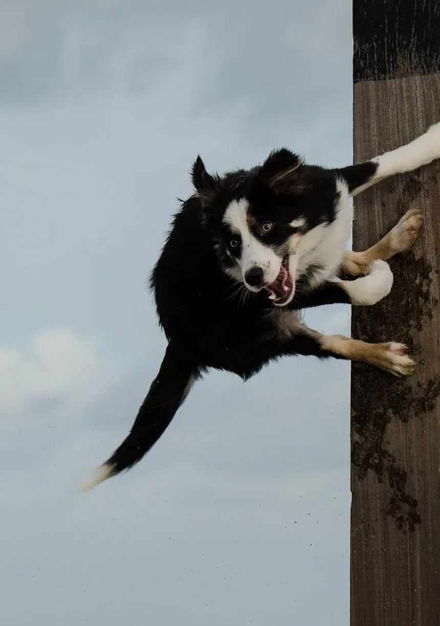 Sinais de que seu Cão Comeu Cogumelos Venenosos: O que Observar