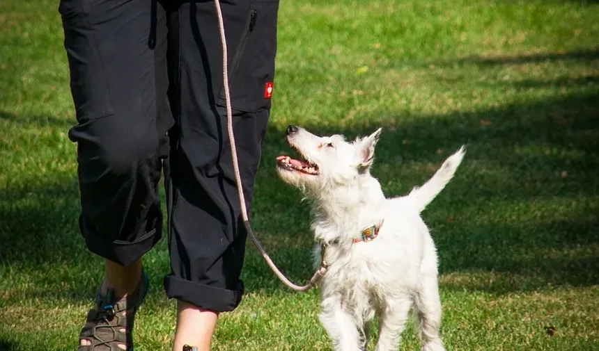 Sinais de que seu Cão Comeu Cogumelos Venenosos: O que Observar