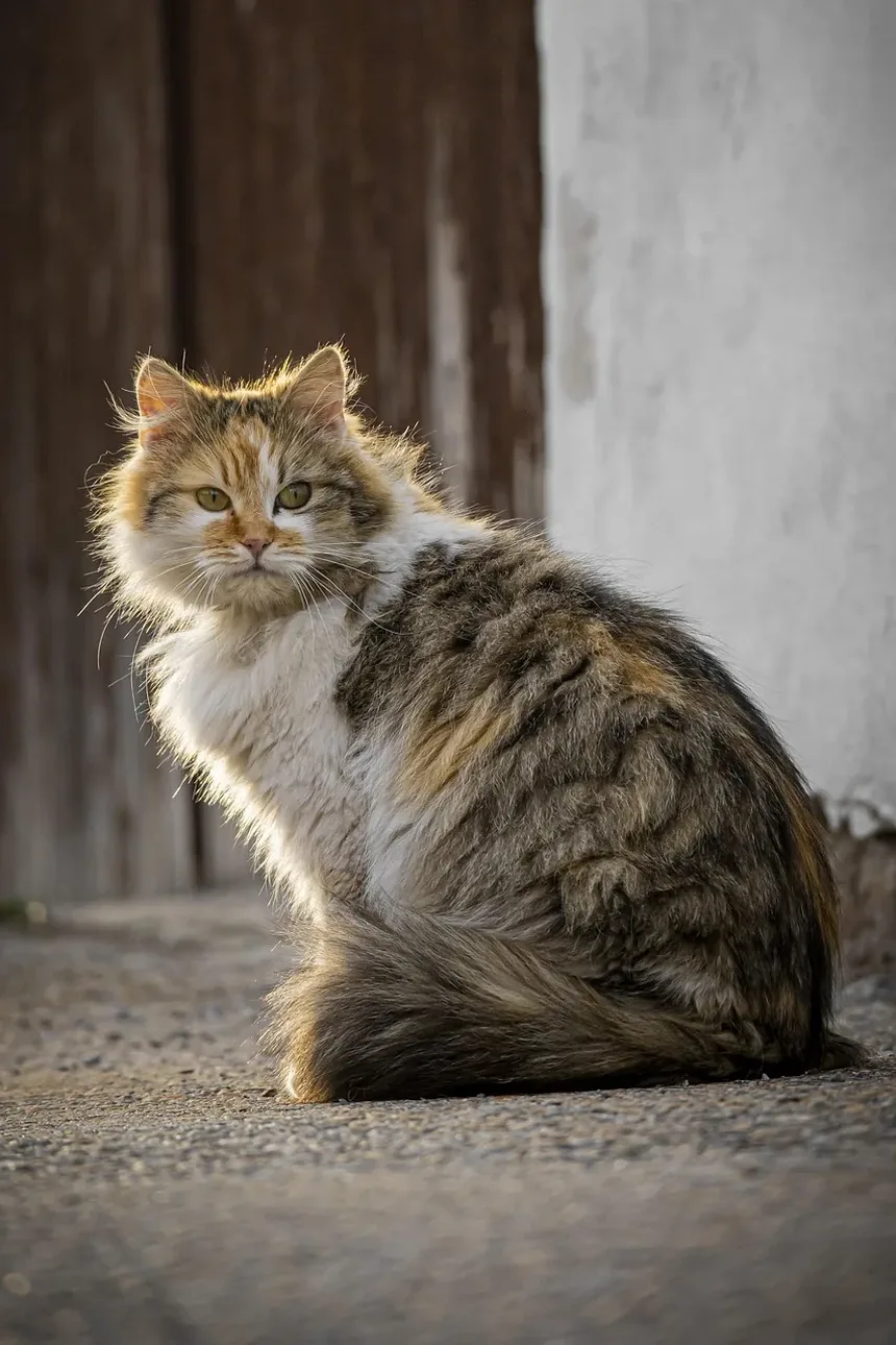 Sinais de que Meu Gato Tem Alergias: Um Guia Completo