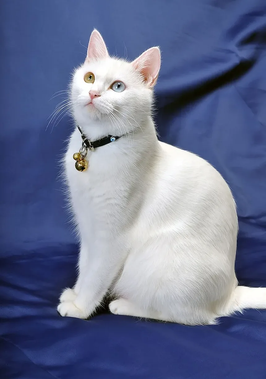 Sinais de que Meu Gato Tem Alergias: Um Guia Completo