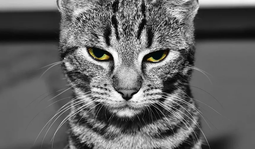 Sinais de que Meu Gato Tem Alergias: Um Guia Completo