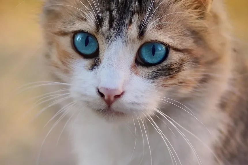 Sinais de que Meu Gato Tem Alergias: Um Guia Completo