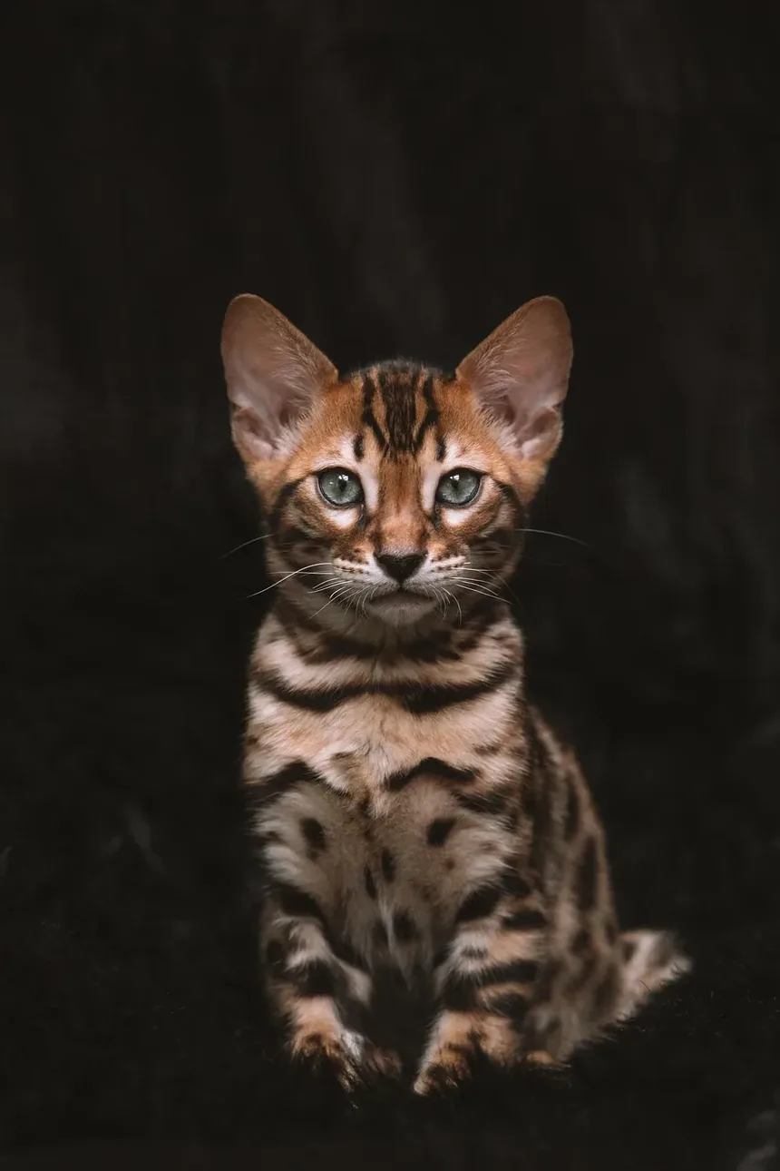 Sintomas de Intoxicação em Gatos: Reconhecendo os Sinais e Agindo