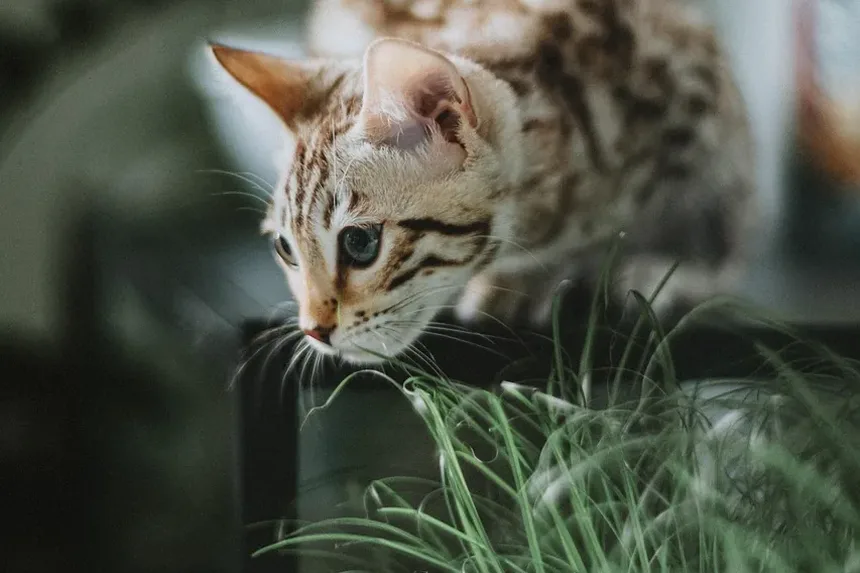 Sintomas de Intoxicação em Gatos: Reconhecendo os Sinais e Agindo