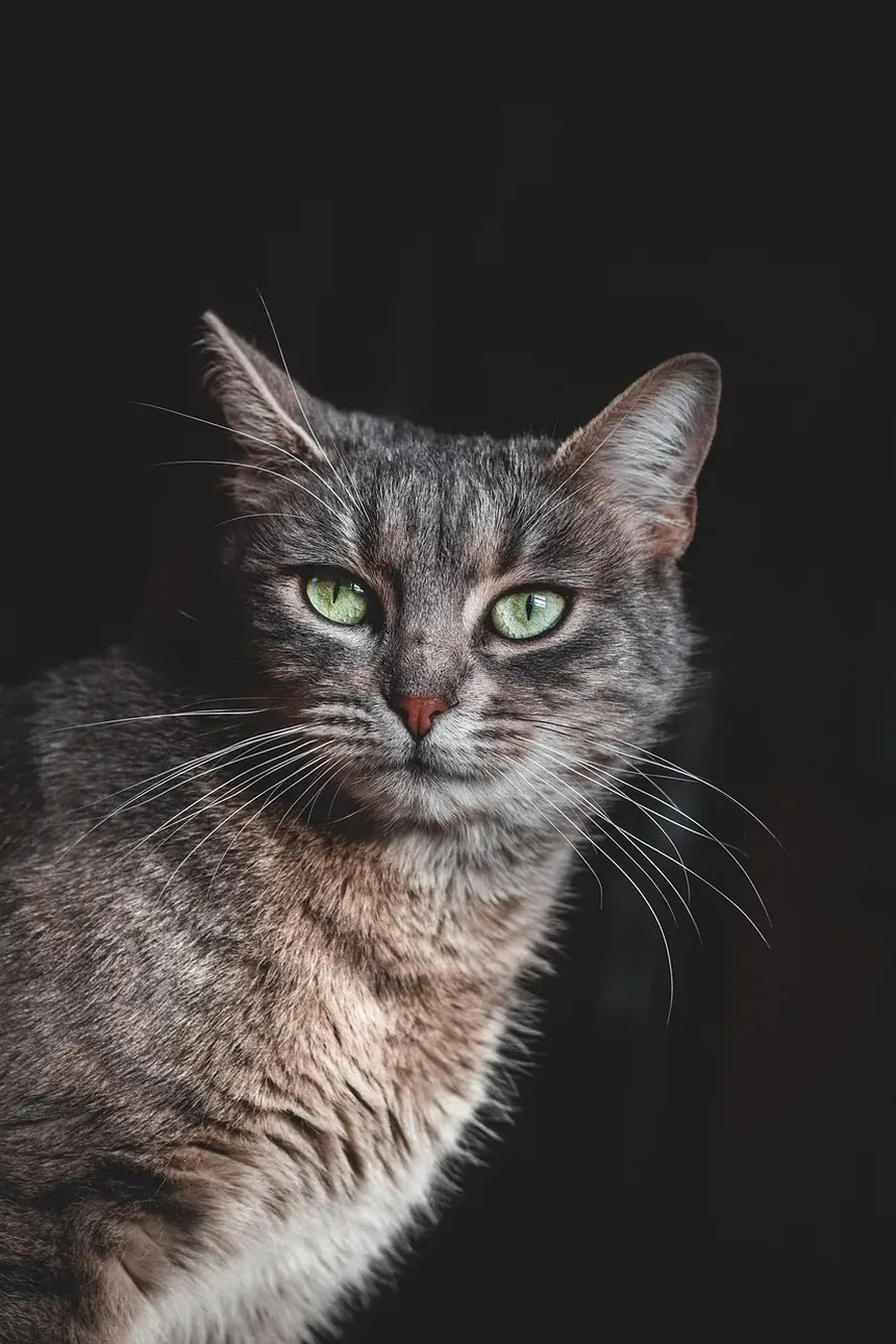 Tratamento Caseiro para Gripe Felina e Infecção Respiratória Superior em Gatos