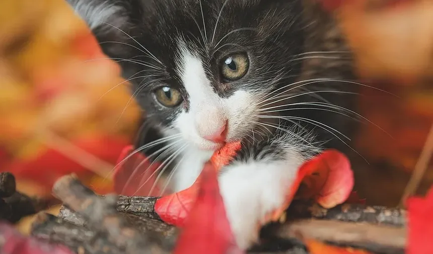 Tratamento Caseiro para Gripe Felina e Infecção Respiratória Superior em Gatos