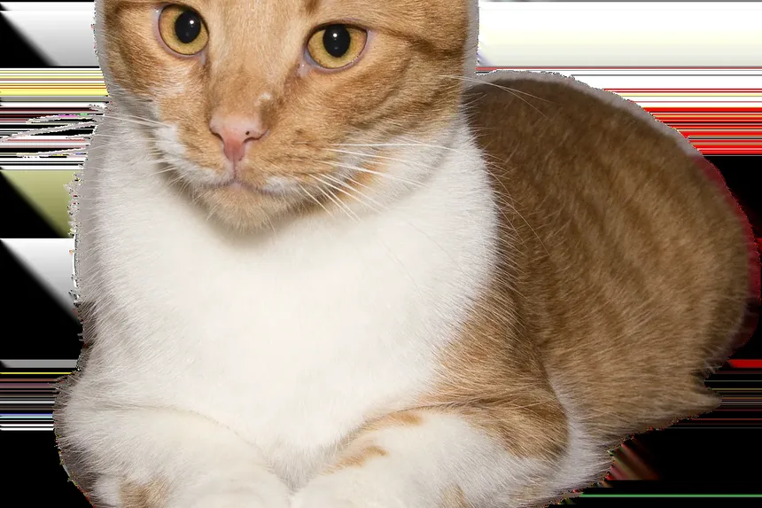 Tratamento Caseiro para Gripe Felina e Infecção Respiratória Superior em Gatos