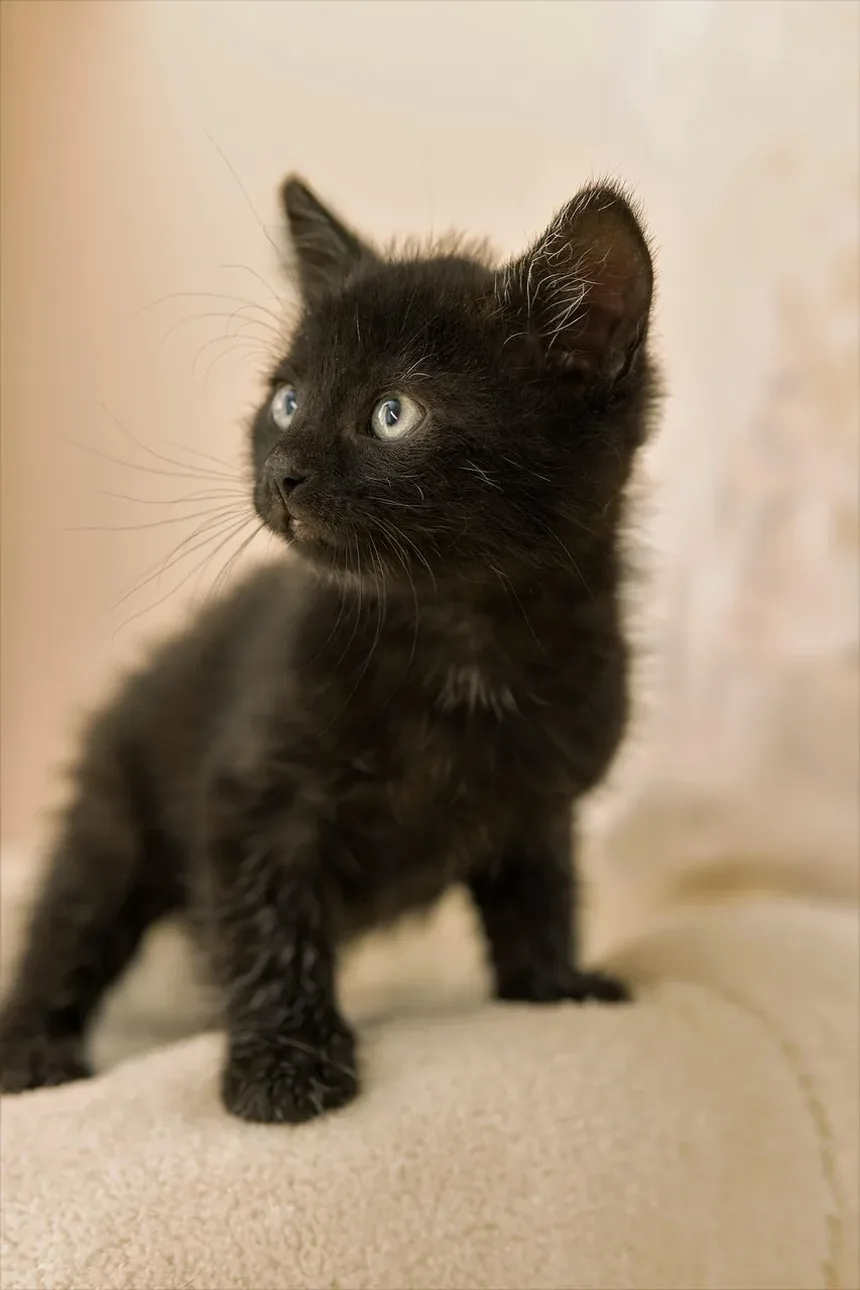 O que causa diabetes em gatos?