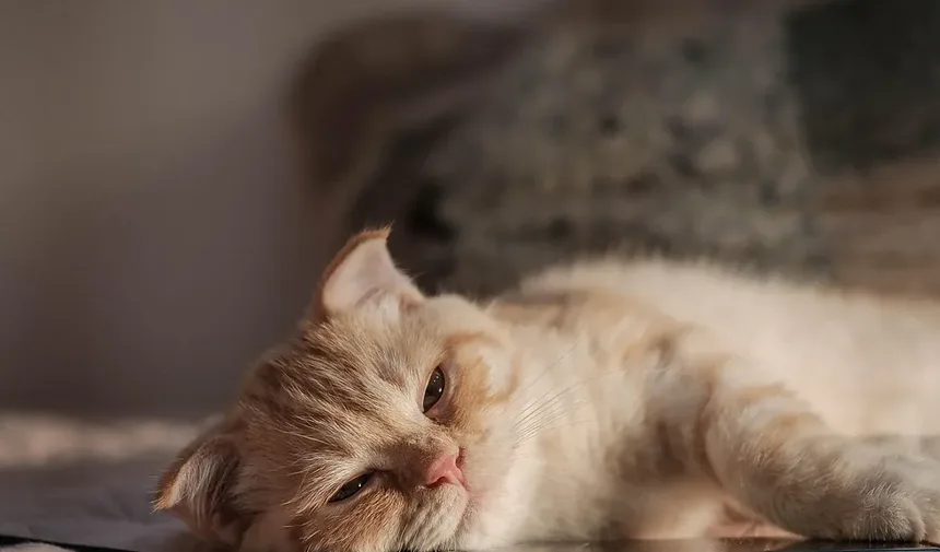 O que causa diabetes em gatos?