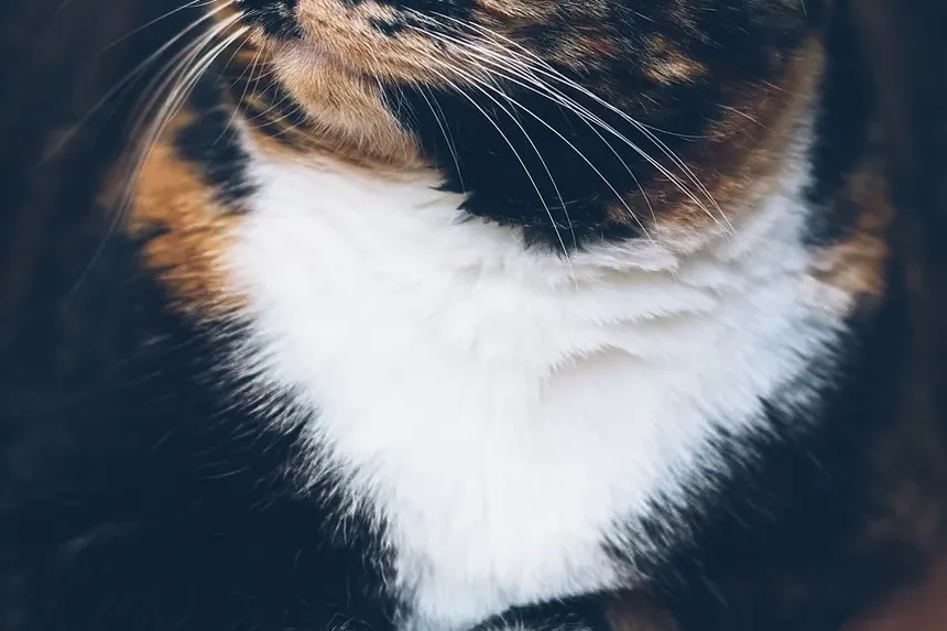 O que causa diabetes em gatos?