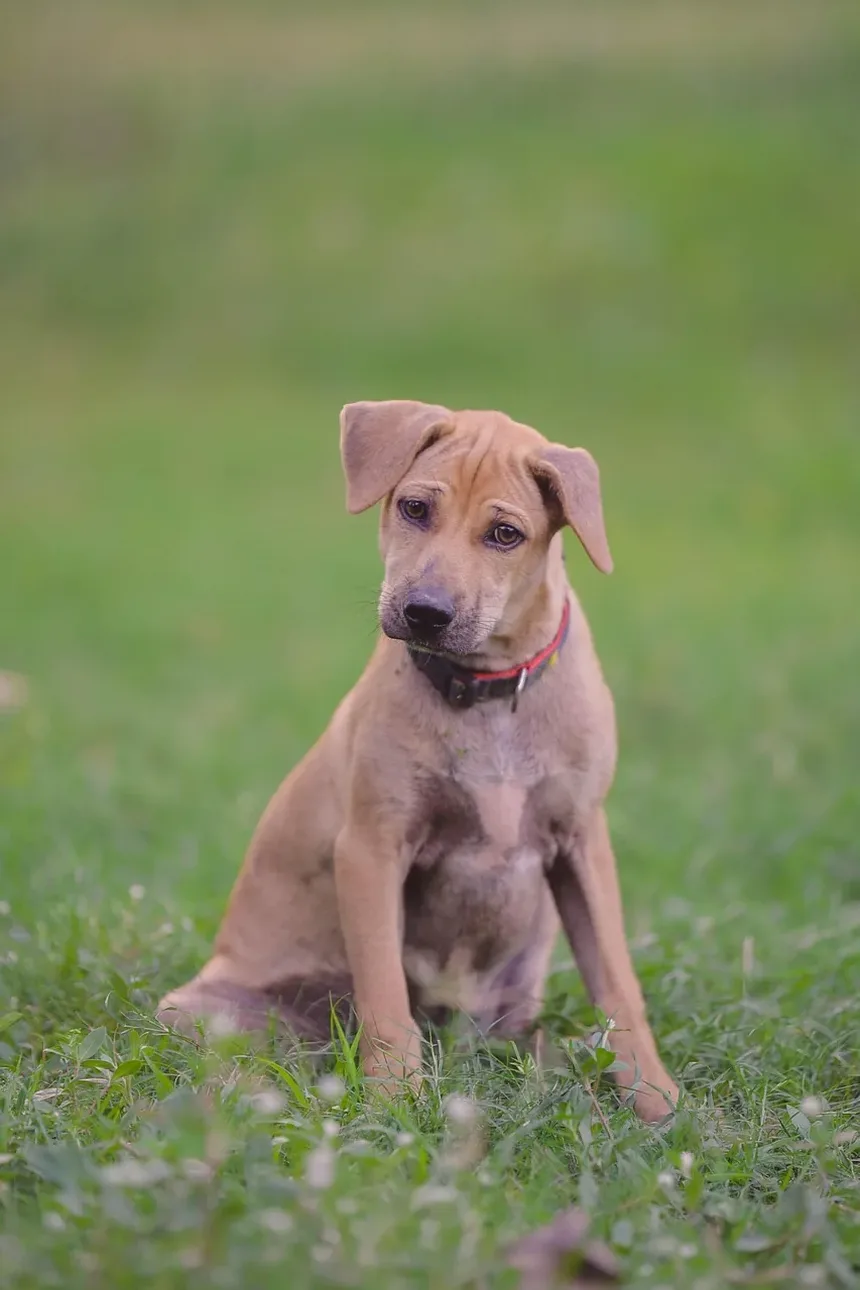 O que pode causar diarreia e vômito em cães?