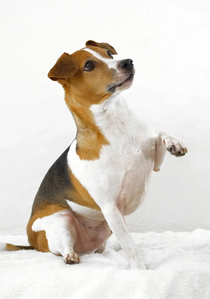 O que pode causar diarreia e vômito em cães?