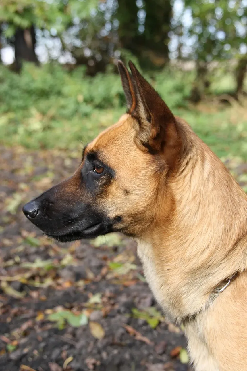 Como é uma ferida cicatrizando em um cachorro?