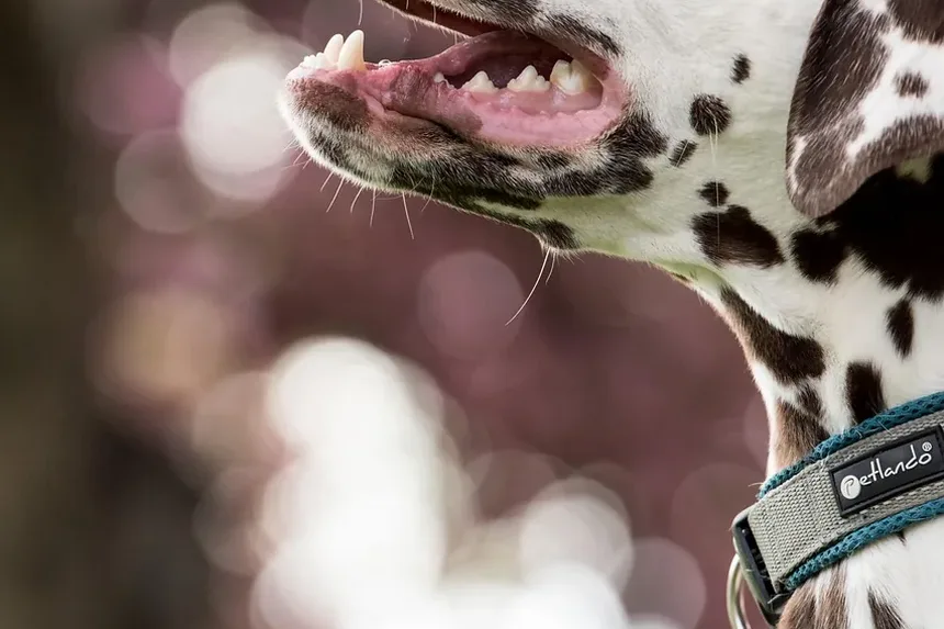 Como é uma ferida cicatrizando em um cachorro?