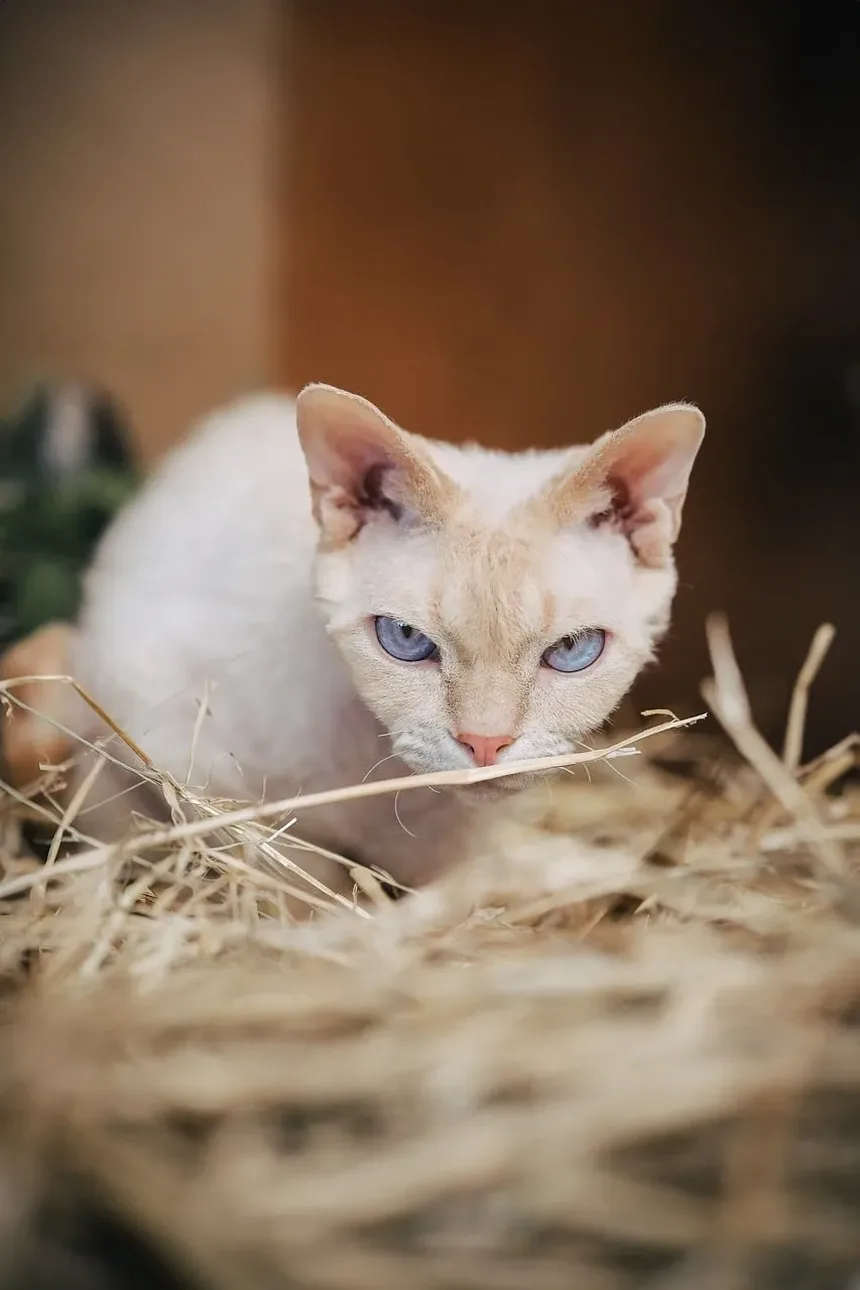 O Que Significa Quando Meu Gato Mia Alto à Noite?