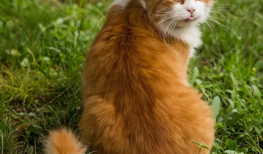 O Que Significa Quando Meu Gato Mia Alto à Noite?