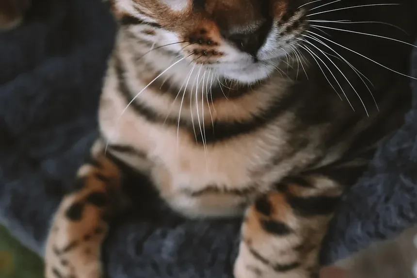 O Que Significa Quando Meu Gato Mia Alto à Noite?