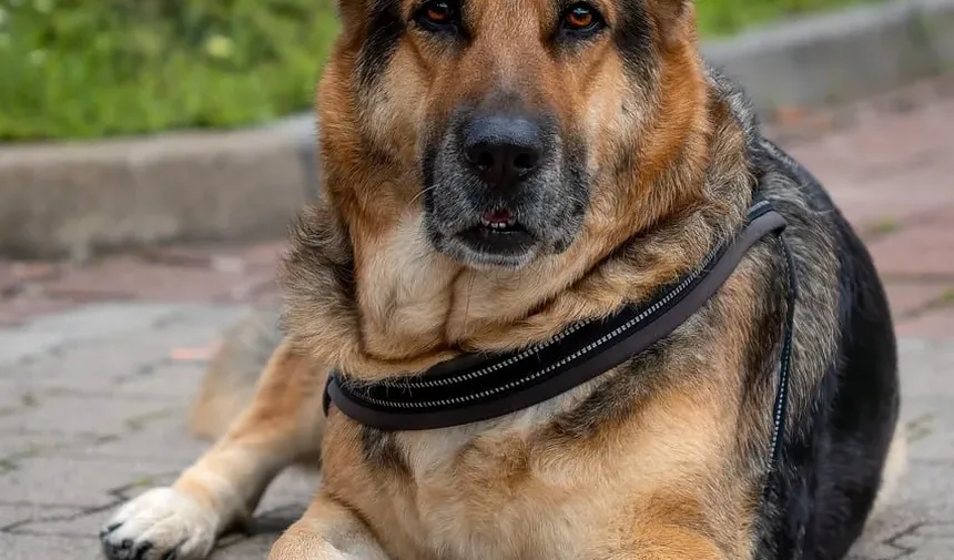 O Que Colocar nos Pés dos Cães para Alergias: Um Guia Completo