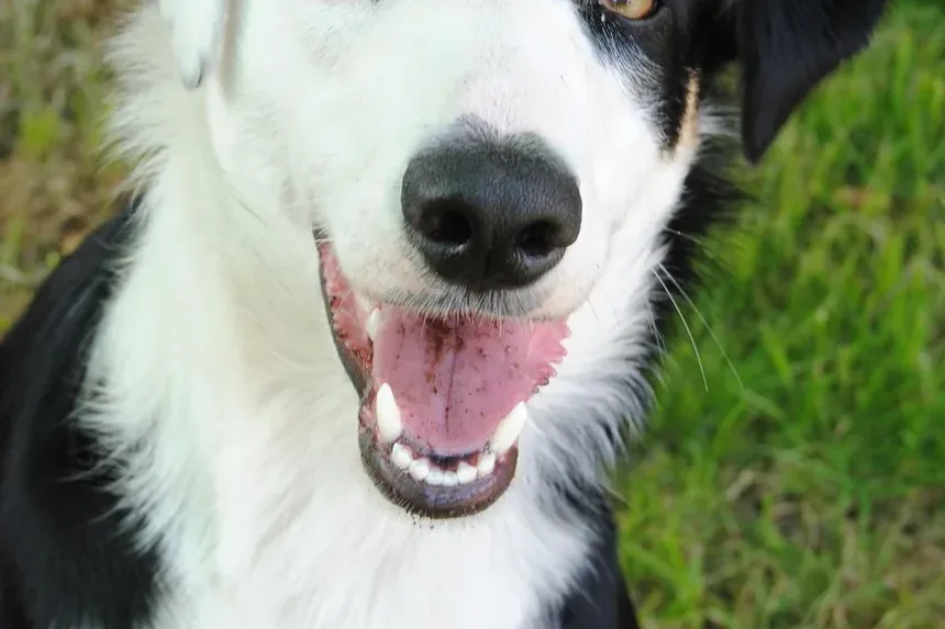 O Que Colocar nos Pés dos Cães para Alergias: Um Guia Completo
