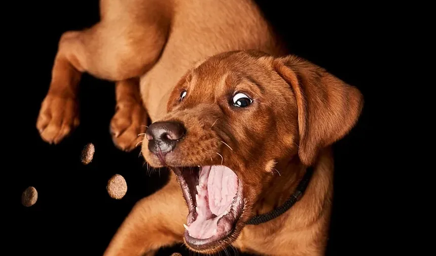 Por Que Meu Cão Idoso Geme o Tempo Todo?