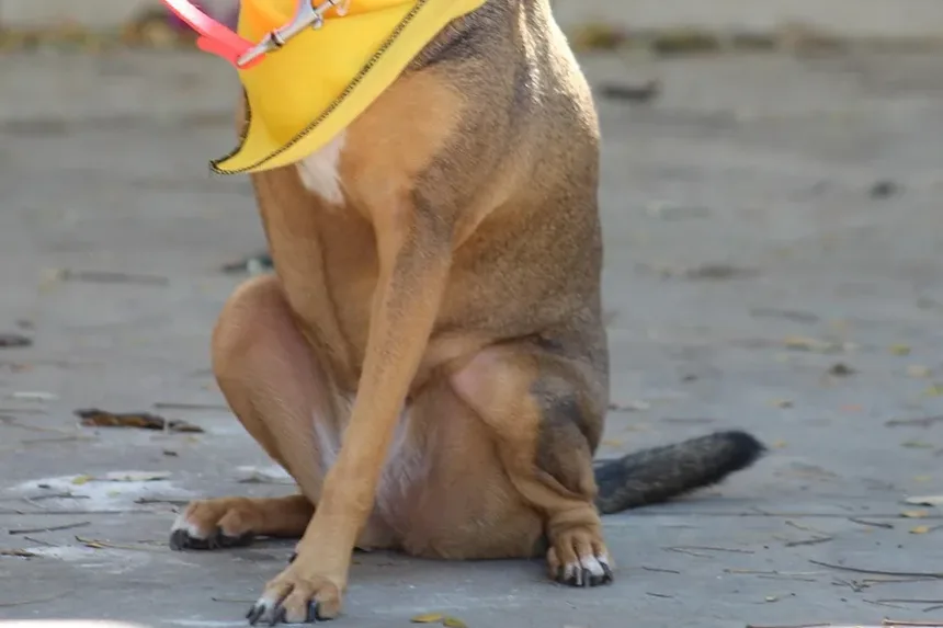 Por Que Meu Cão Idoso Geme o Tempo Todo?